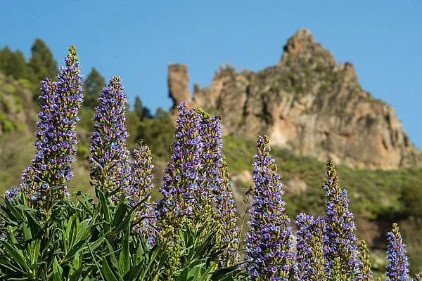 Casa Rural Ruta Del Tajinaste Azul Valsequillo de Gran Canaria 0*,  Spain